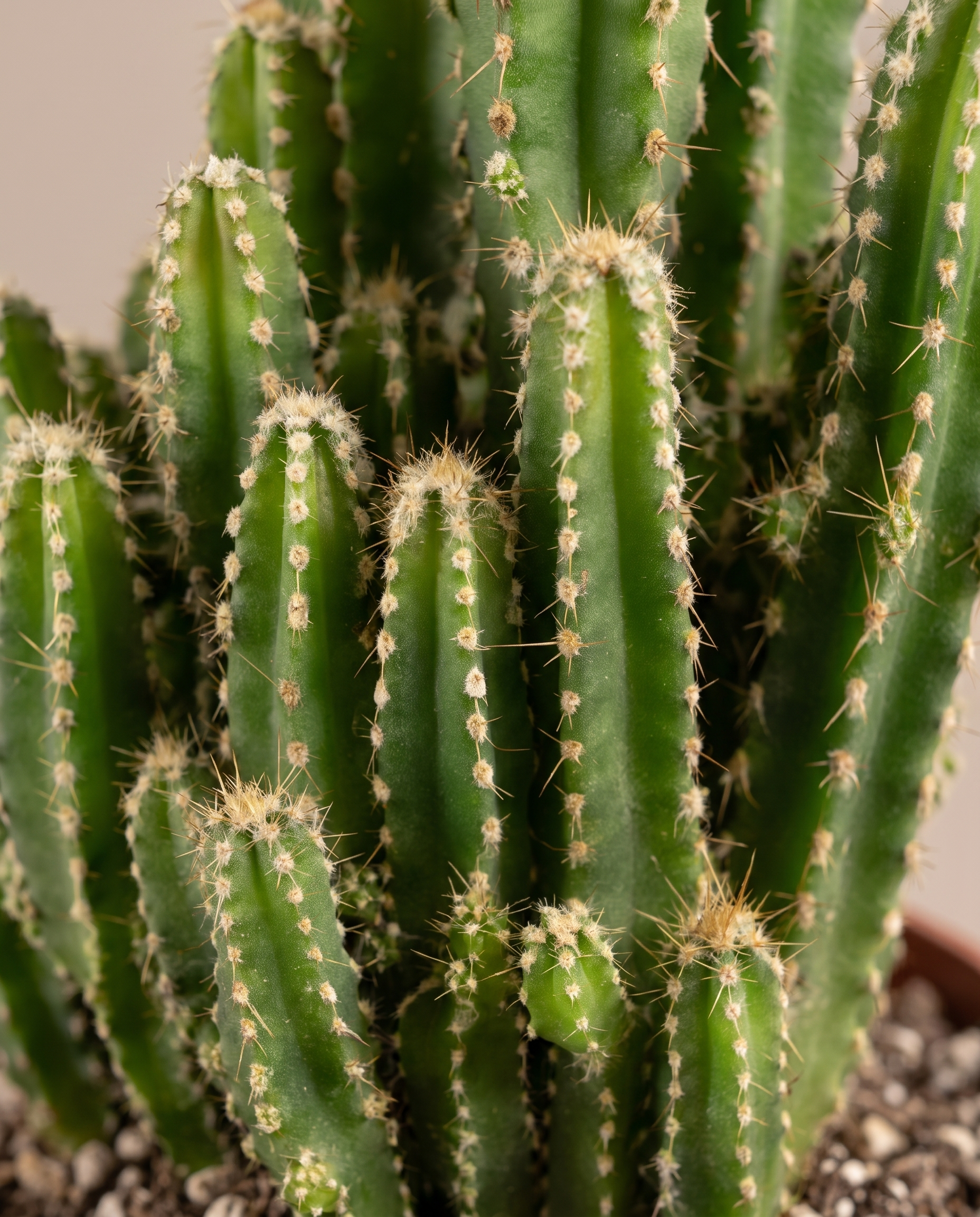 Fairy Castle cactus turret rib close-up