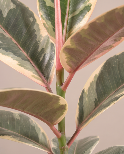 Ficus Tineke cream-margin leaf close-up