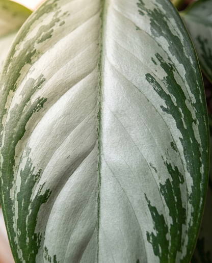 Aglaonema Assorted silver-center leaf close-up