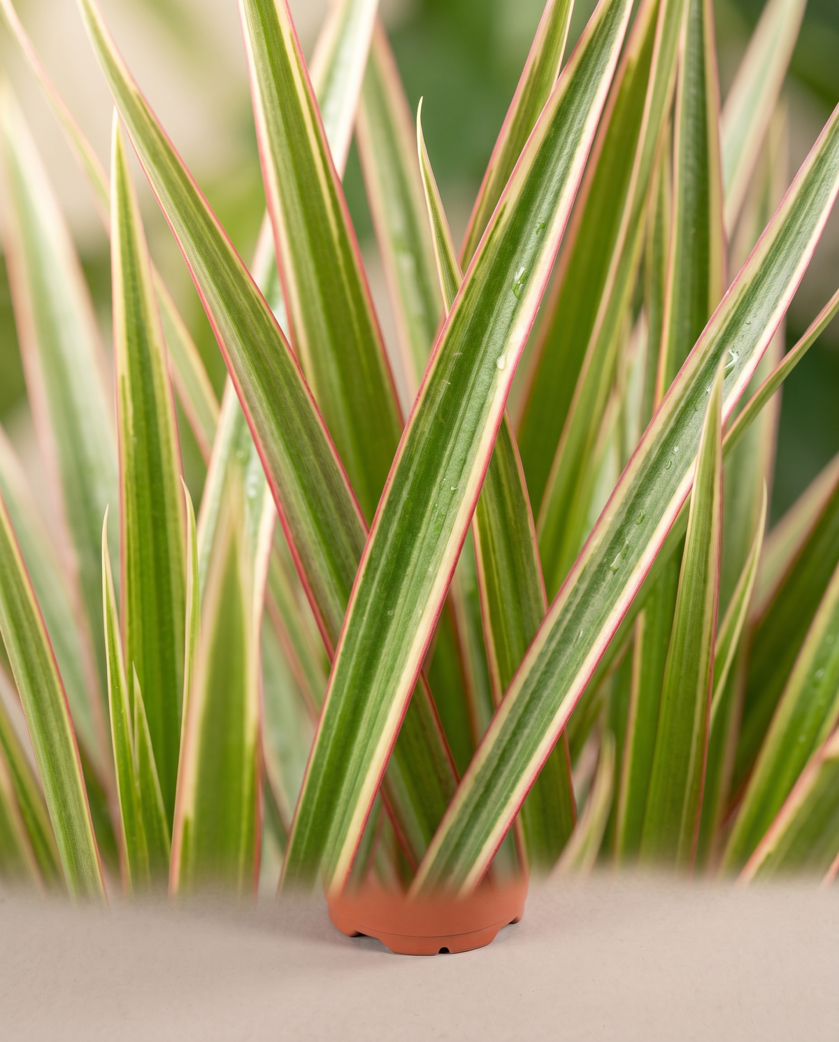 Dracaena Marginata Bicolor cream-stripe pink-margin leaf close-up