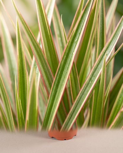 Dracaena Marginata Bicolor cream-stripe pink-margin leaf close-up
