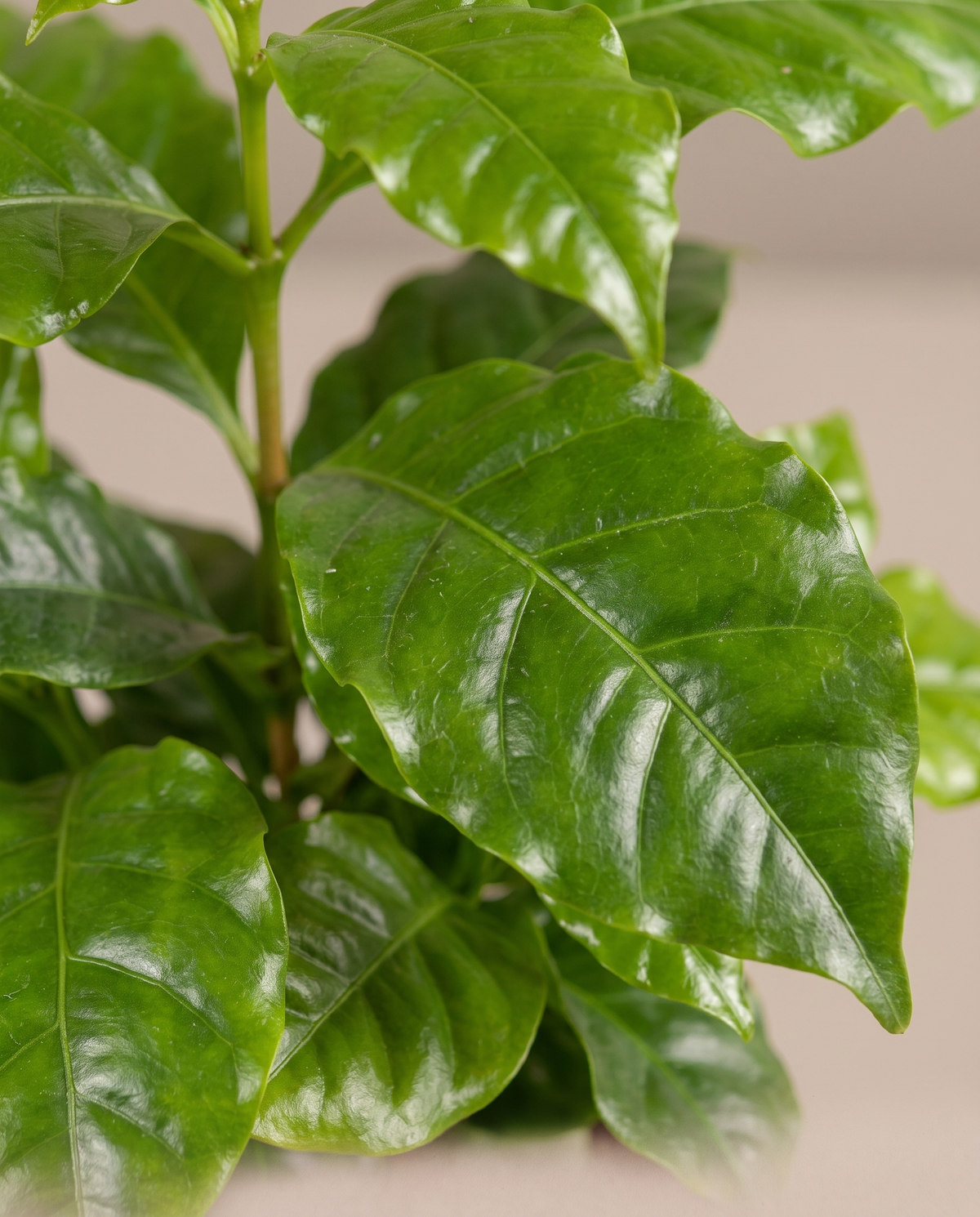 Coffee plant glossy ruffled leaf close-up
