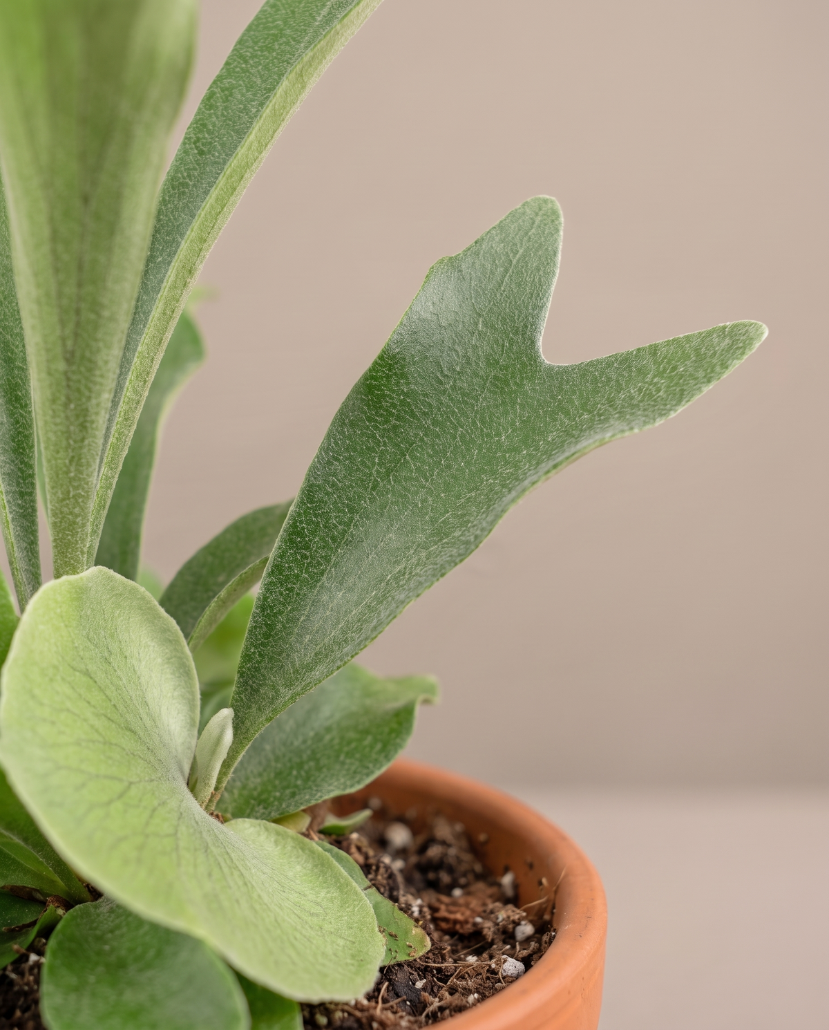 Staghorn fern antler and shield frond close-up