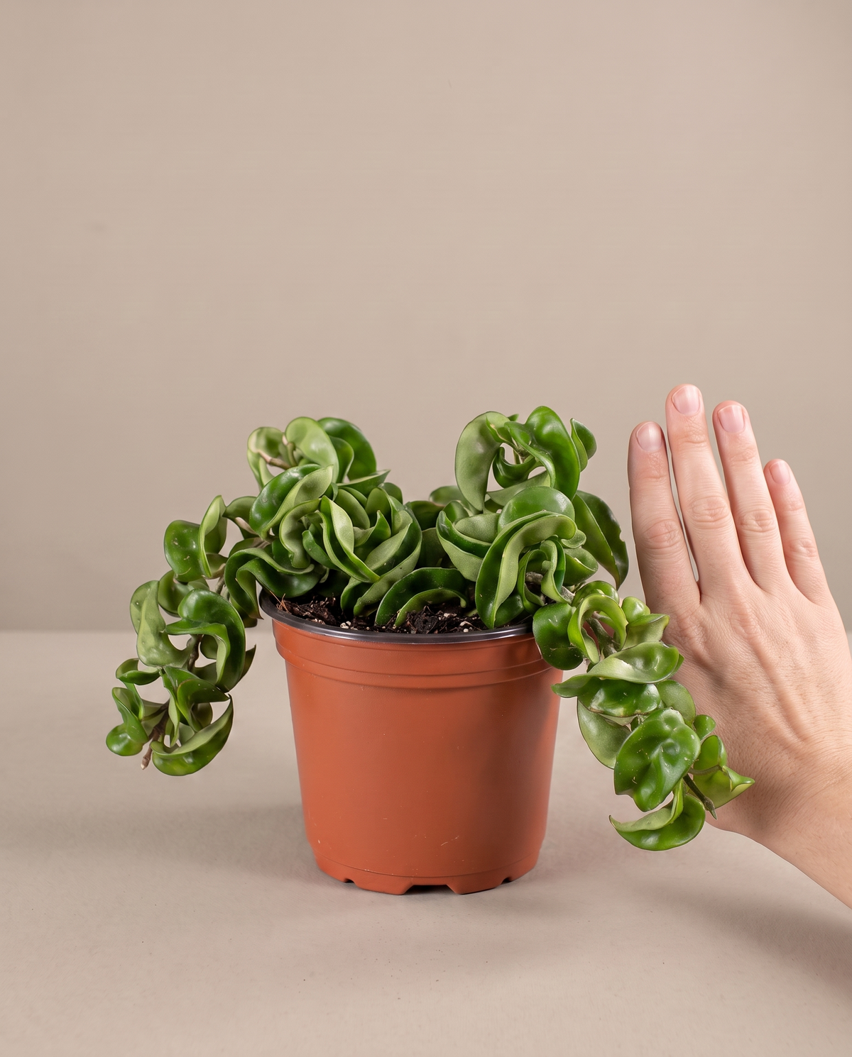 Hand beside a 6-inch Hoya Hindu Rope in a grow pot