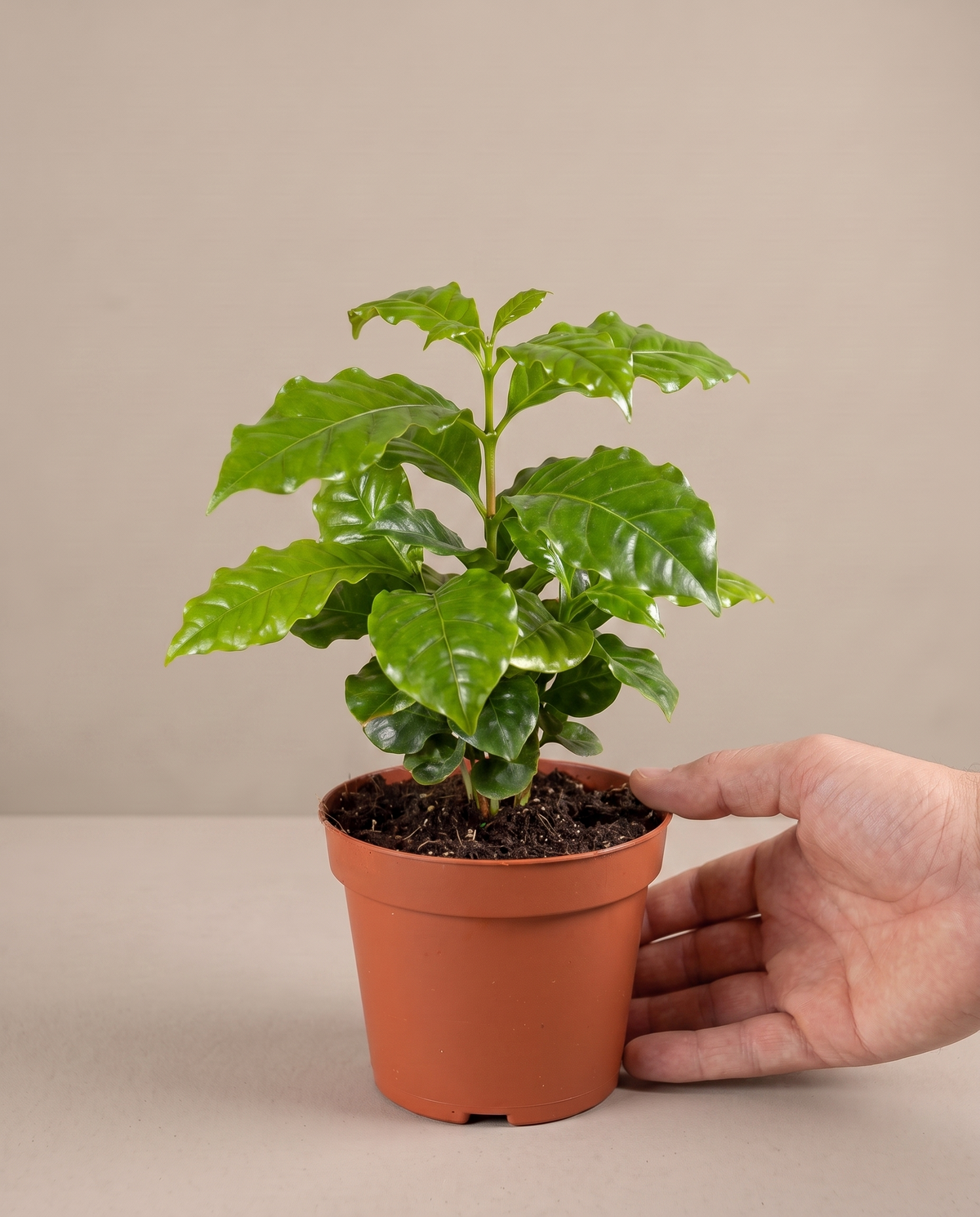 Hand beside a 3.5–4-inch coffee plant in a grow pot