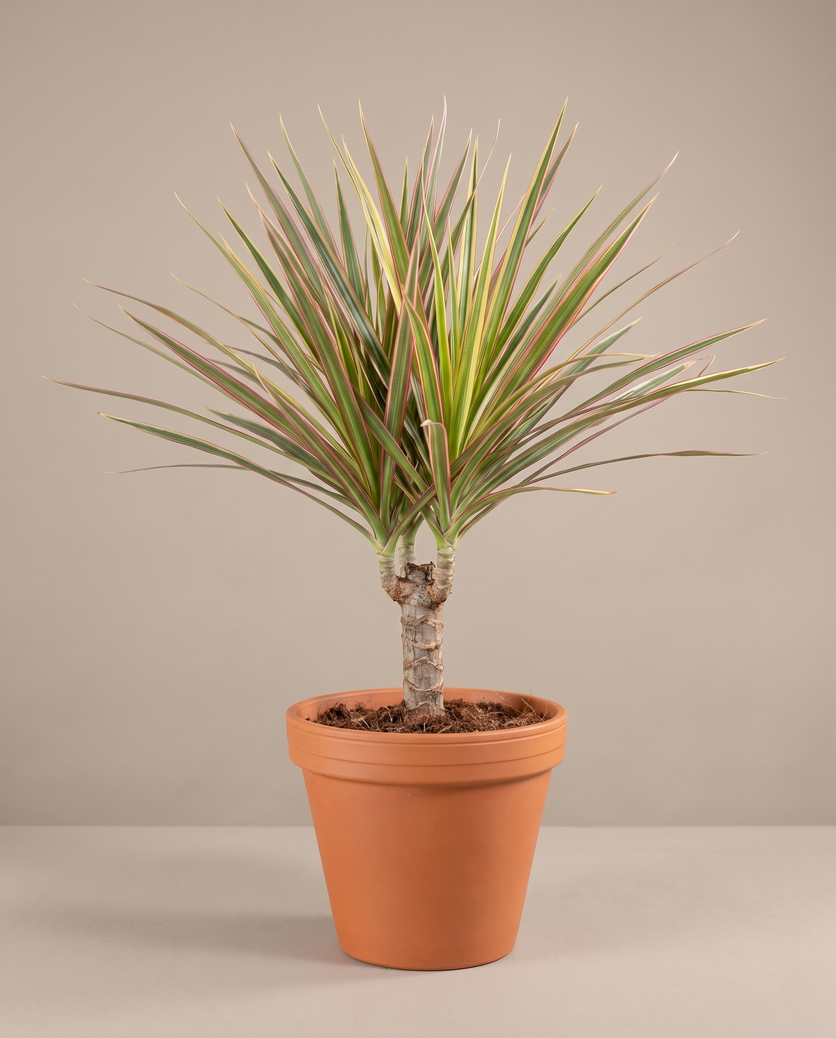 Dracaena Marginata Bicolor in an 8–10-inch grow pot, studio, cane