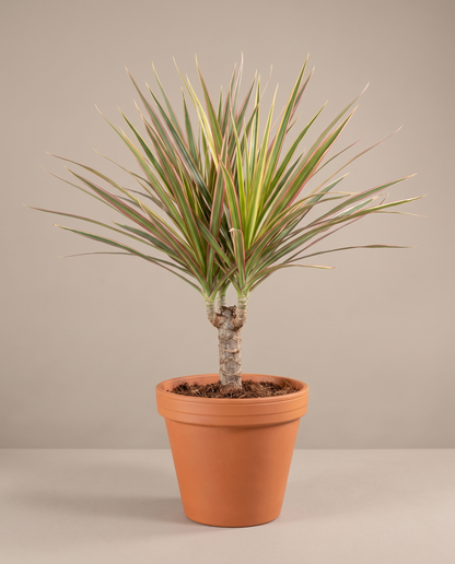 Dracaena Marginata Bicolor in an 8–10-inch grow pot, studio, cane