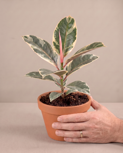 Hand beside a 6-inch Ficus Tineke in a grow pot