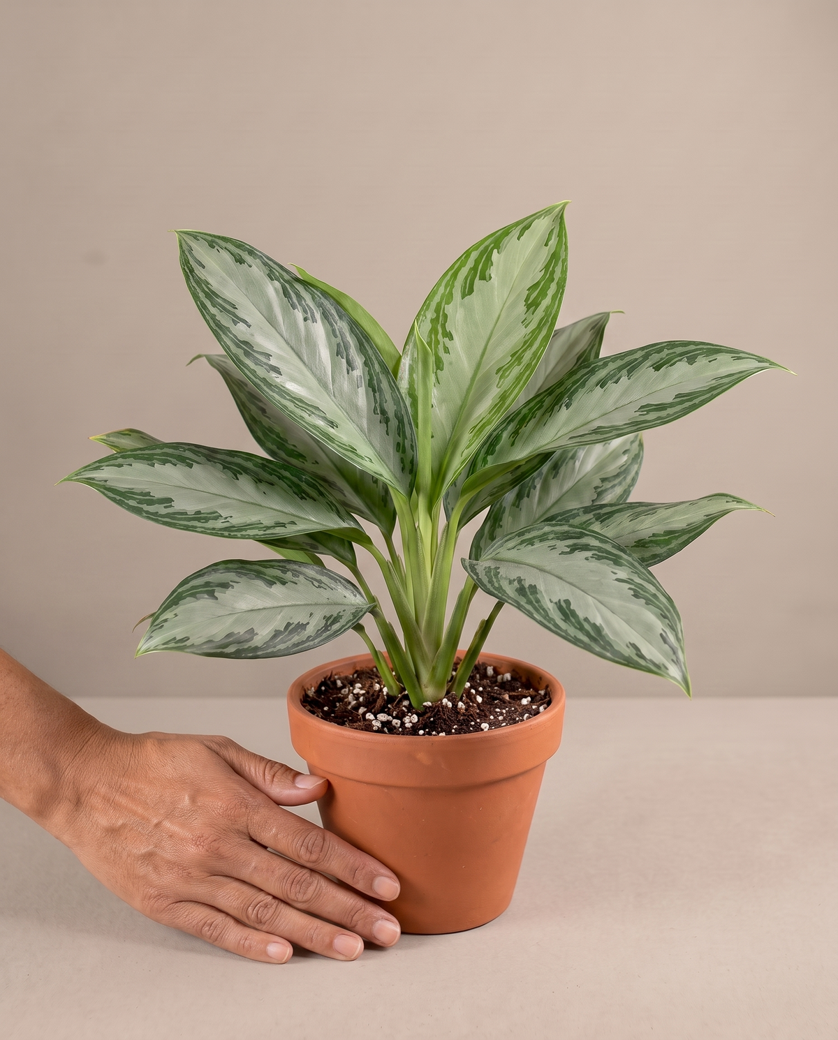 Hand beside a 6-inch Aglaonema Assorted in a grow pot