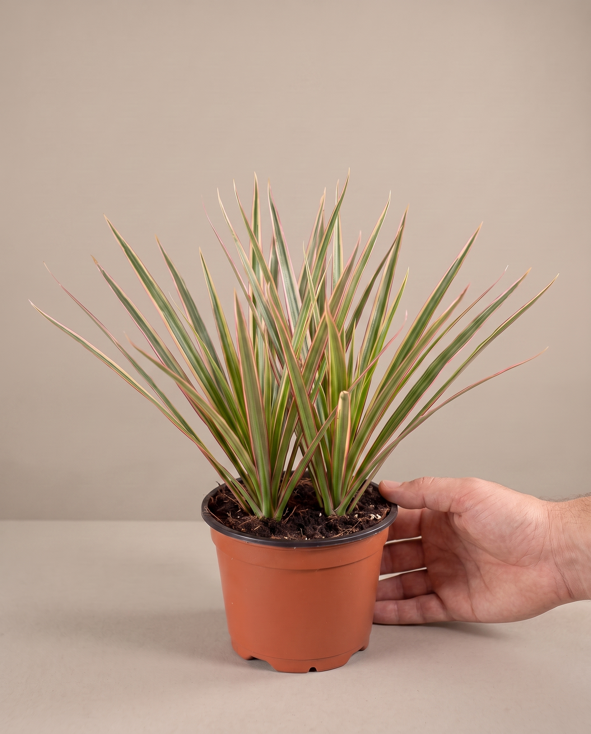 Hand beside a 3.5–4-inch Marginata Bicolor in a grow pot