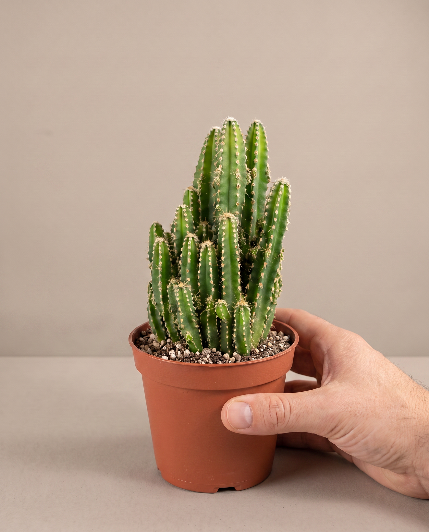 Hand beside a 3–4-inch Fairy Castle cactus in a grow pot