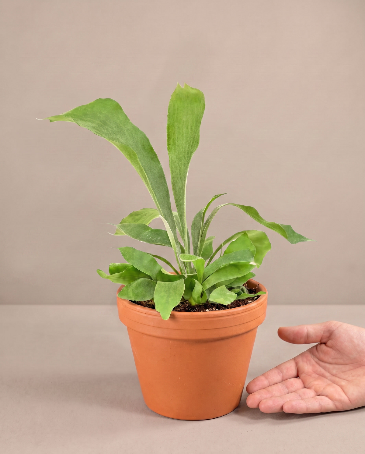 Hand beside a 3.5–4-inch staghorn fern in a grow pot