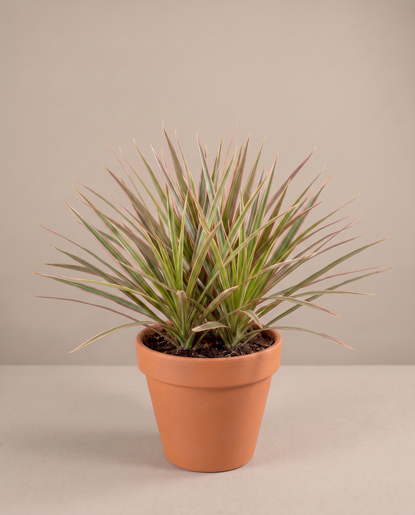 Dracaena Marginata Bicolor in a 5–6-inch grow pot, studio, bush