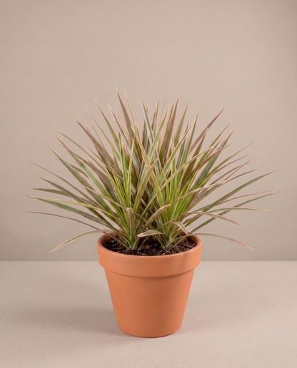Dracaena Marginata Bicolor in a 5–6-inch grow pot, studio, bush