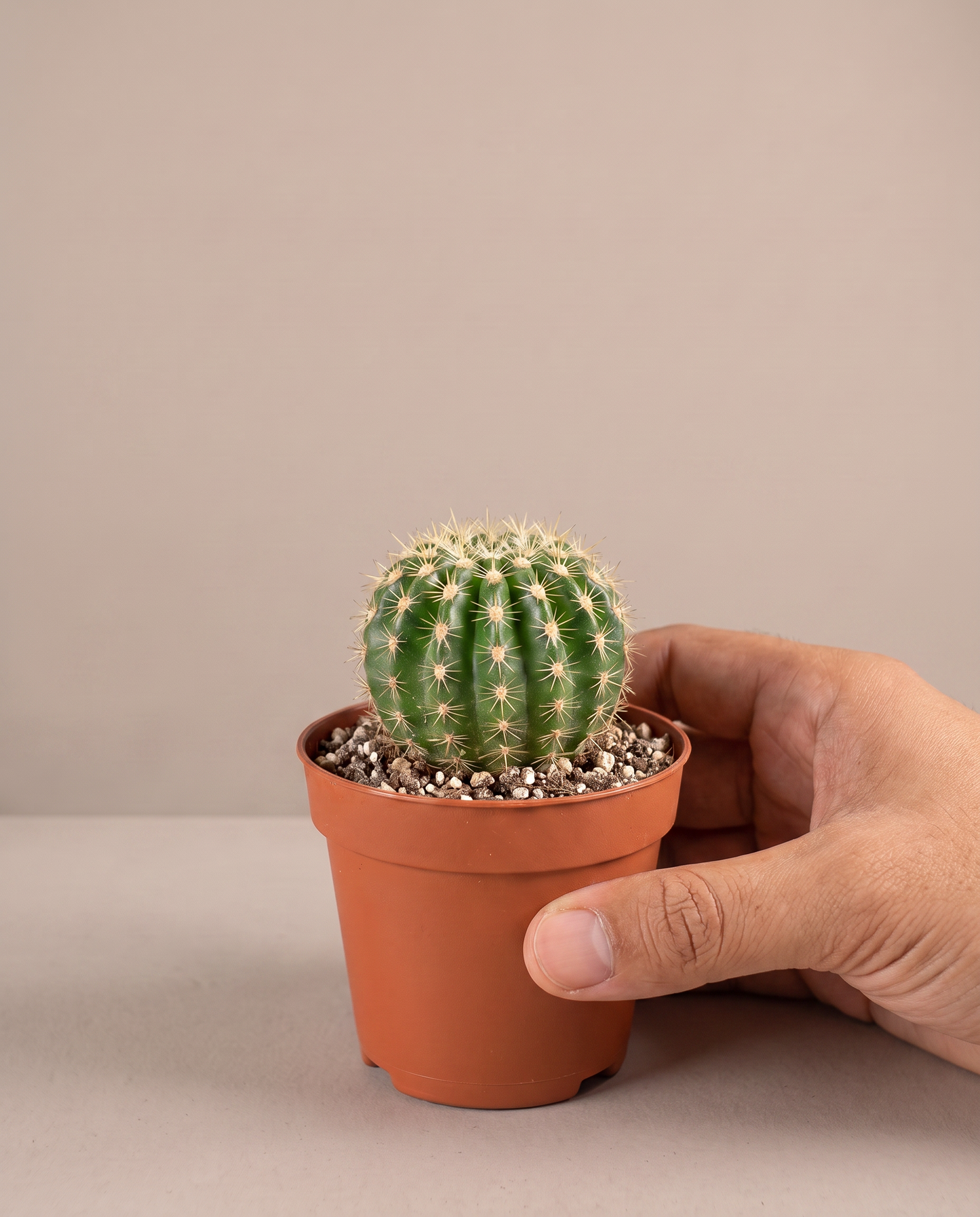 Hand beside a single baby cactus in a grow pot