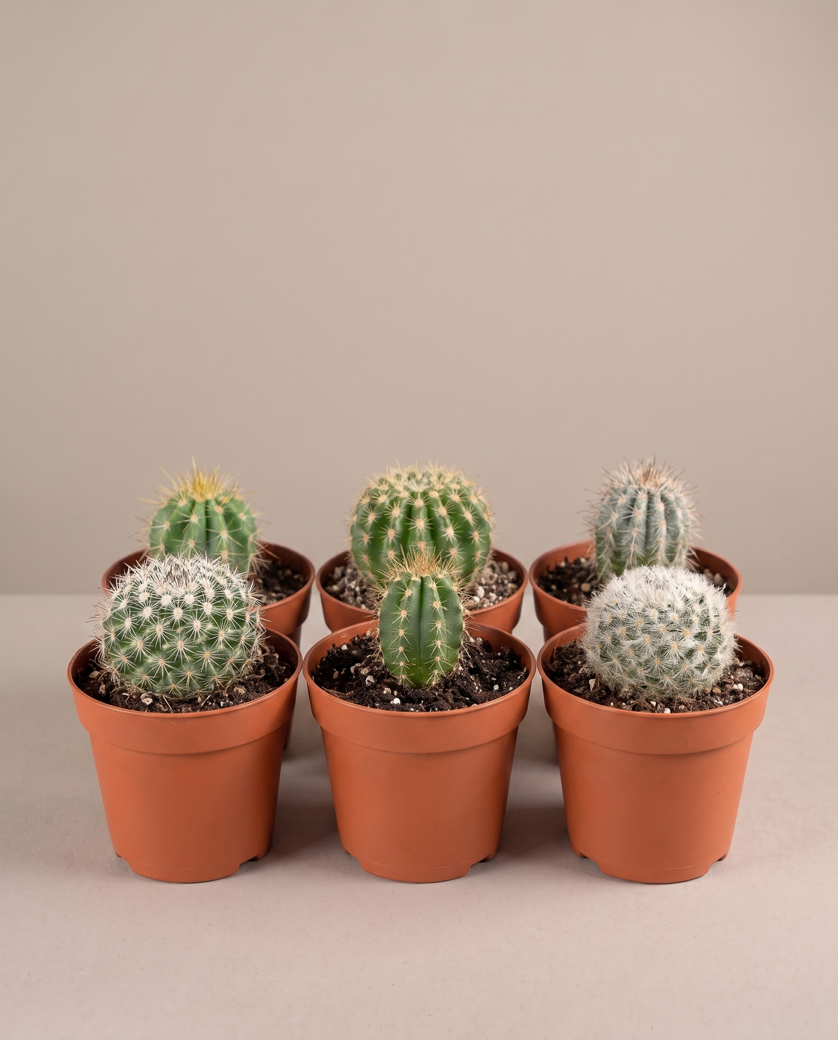 Six assorted baby cacti in matching grow pots, studio