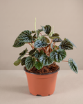 Peperomia Ripple 5” grower pot