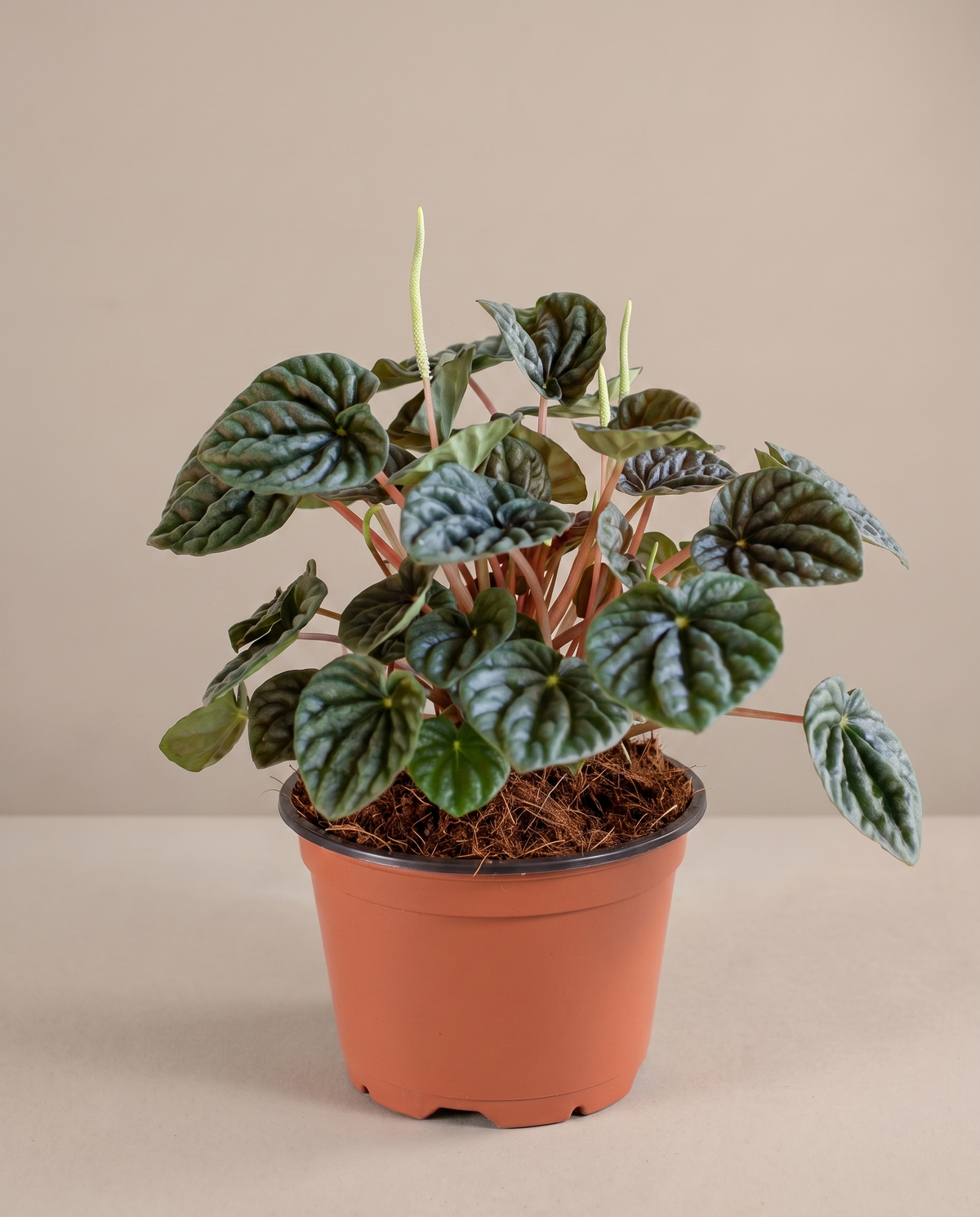 Peperomia Ripple in a 5-inch grow pot, studio, dark emerald corrugated leaves
