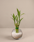 Lucky Bamboo Plant Favors in Glass Vase – Elegant Corporate & Event Gifts