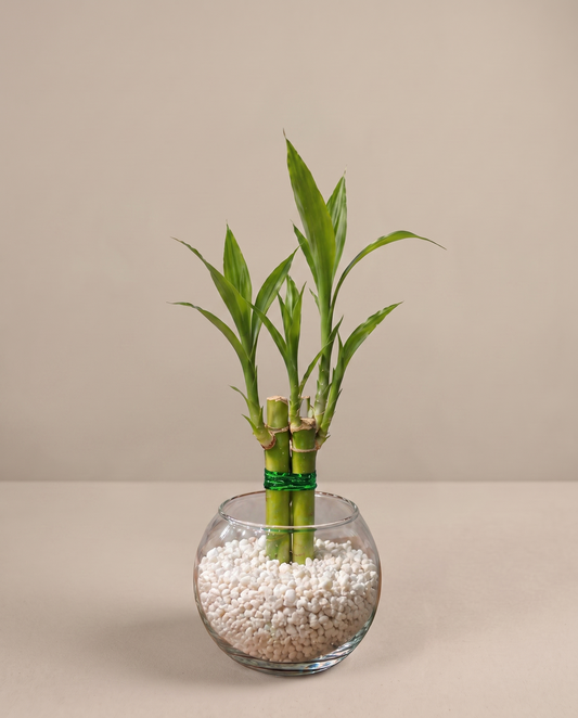 Lucky bamboo plant favors in a glass vase with white pebbles, studio