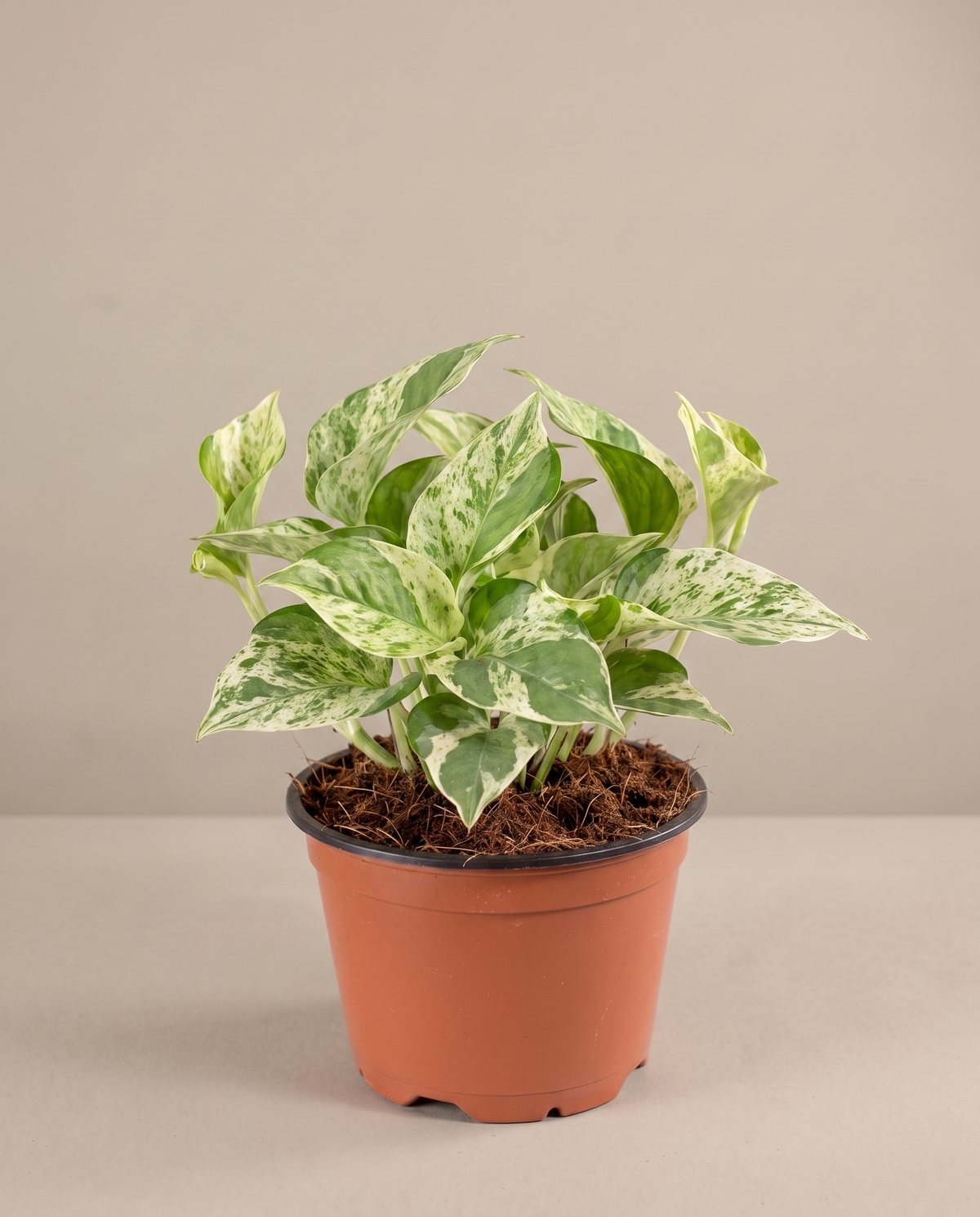Pearls and Jade pothos in a 4-inch grow pot, studio, cream-edge leaves