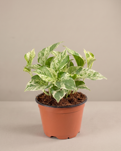 Pearls and Jade pothos in a 4-inch grow pot, studio, cream-edge leaves