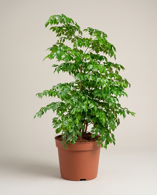 China Doll in a grow pot, studio, glossy bipinnate leaflets