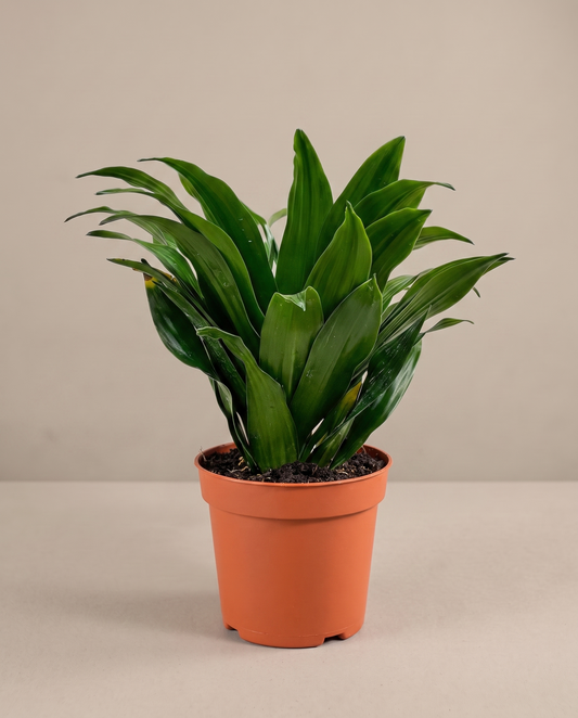 Janet Craig Compacta in a 4-inch grow pot, studio, tight rosette