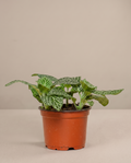 Fittonia