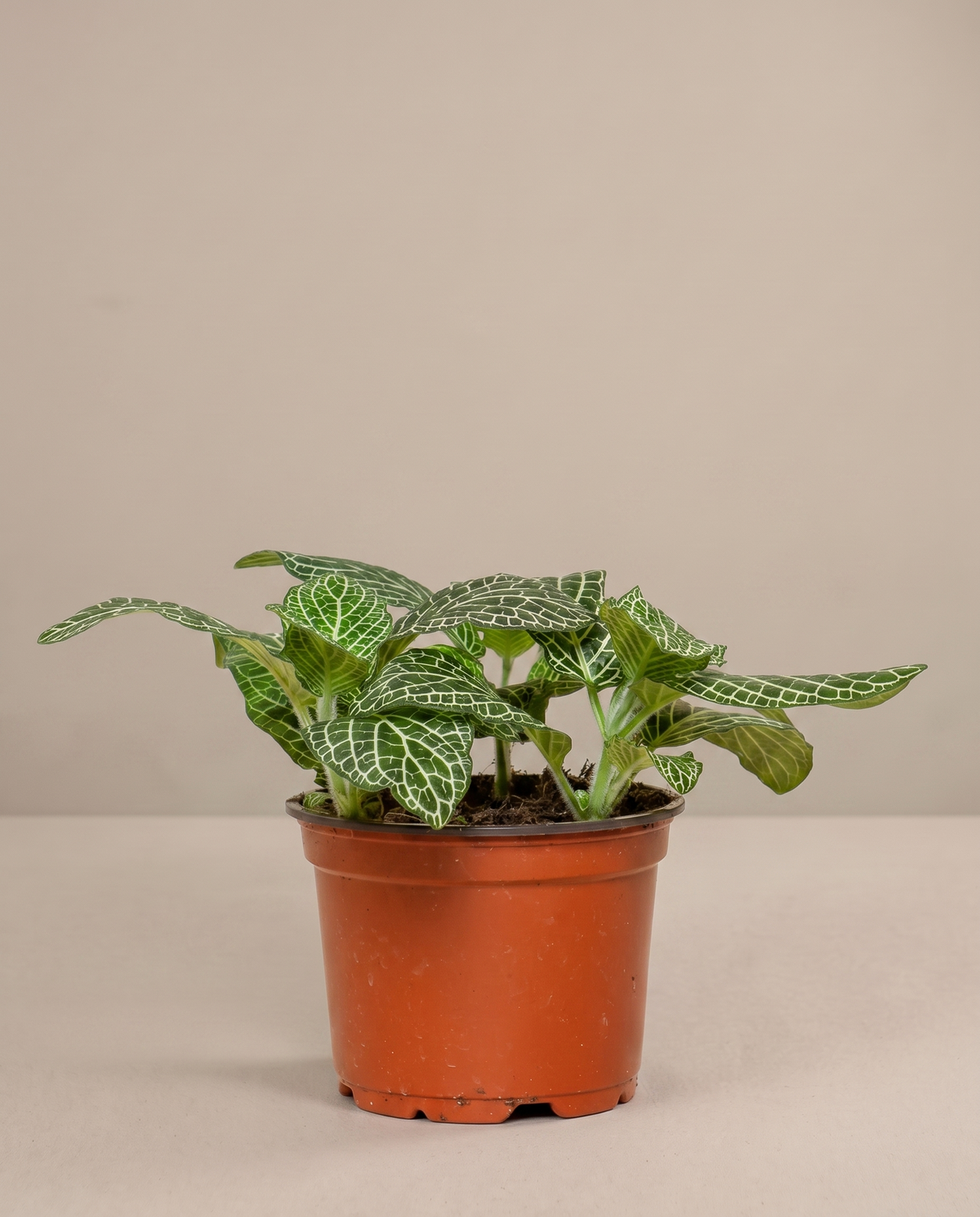 White-vein Fittonia in a 4-inch grow pot, studio, mosaic nerves