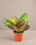Croton Petra