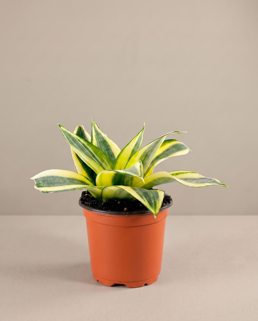 Hahnii bird's-nest in a 4-inch grow pot, studio, yellow margins