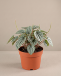 Small Peperomia Frost(3.5”-4”)