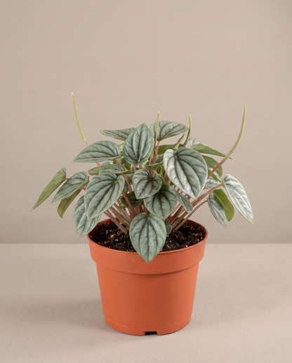 Peperomia Frost in a 4–5-inch grow pot, studio, silver heart leaves