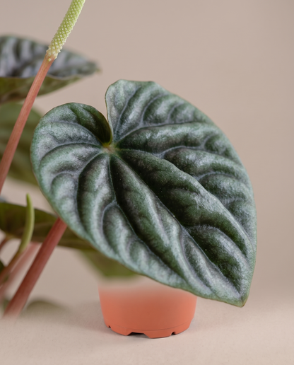 Peperomia Ripple dark corrugated leaf close-up