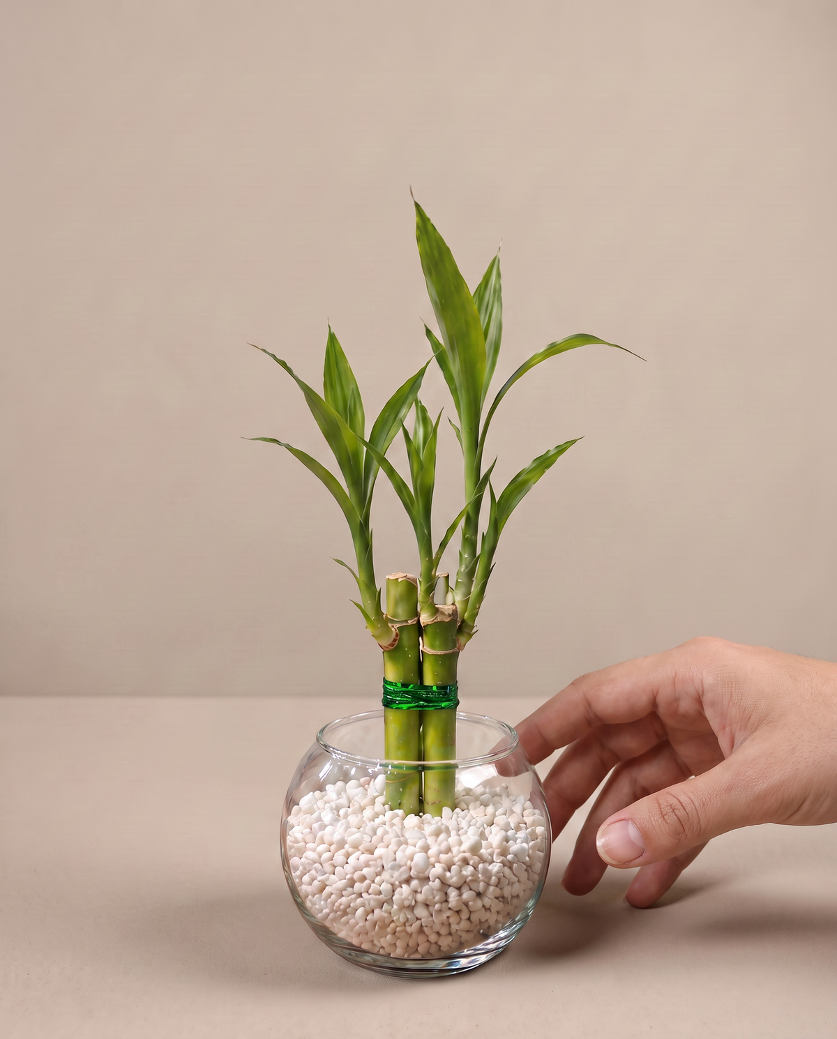 Hand beside three-stalk lucky bamboo favors in a glass vase