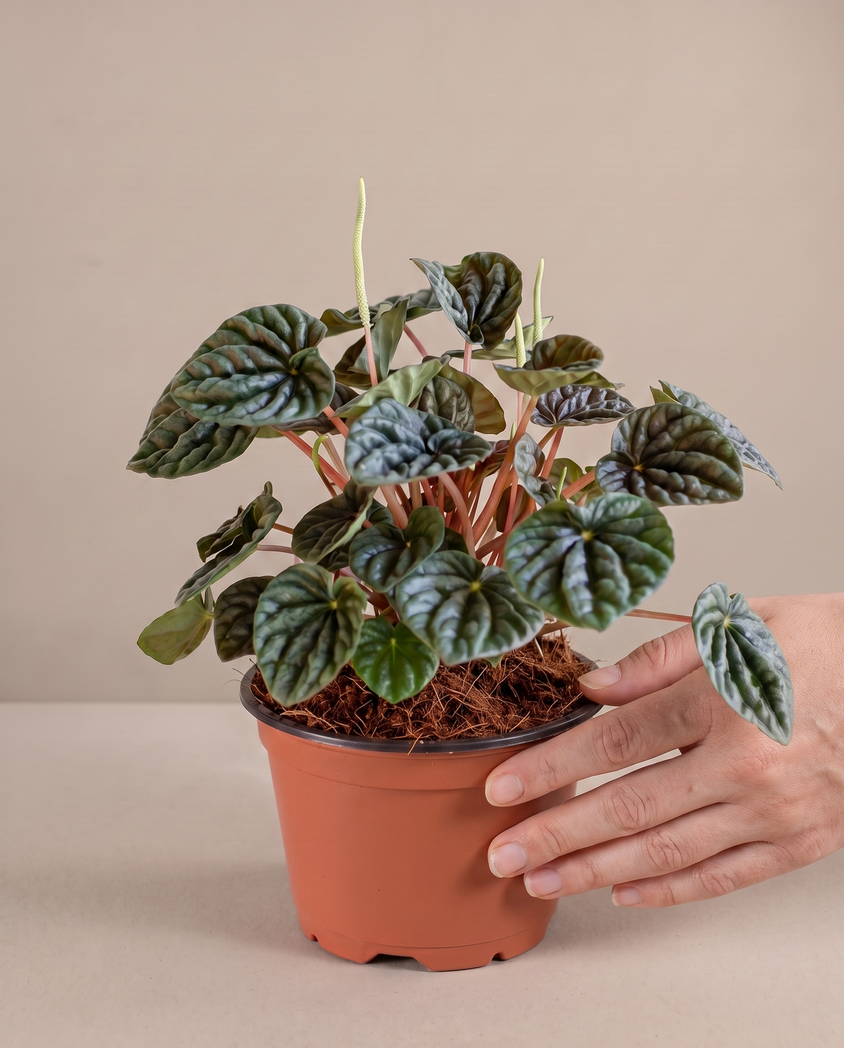 Hand beside a 5-inch Peperomia Ripple in a grow pot