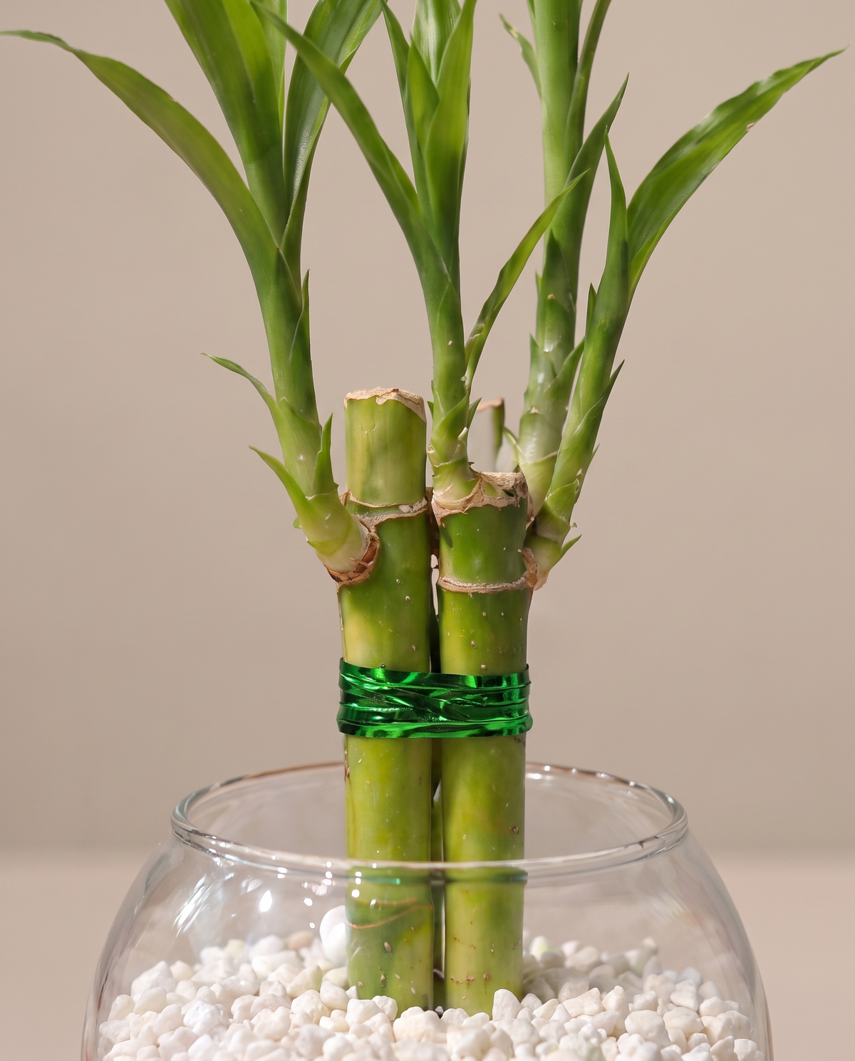 Lucky bamboo glass favor close-up, cane nodes and white pebbles