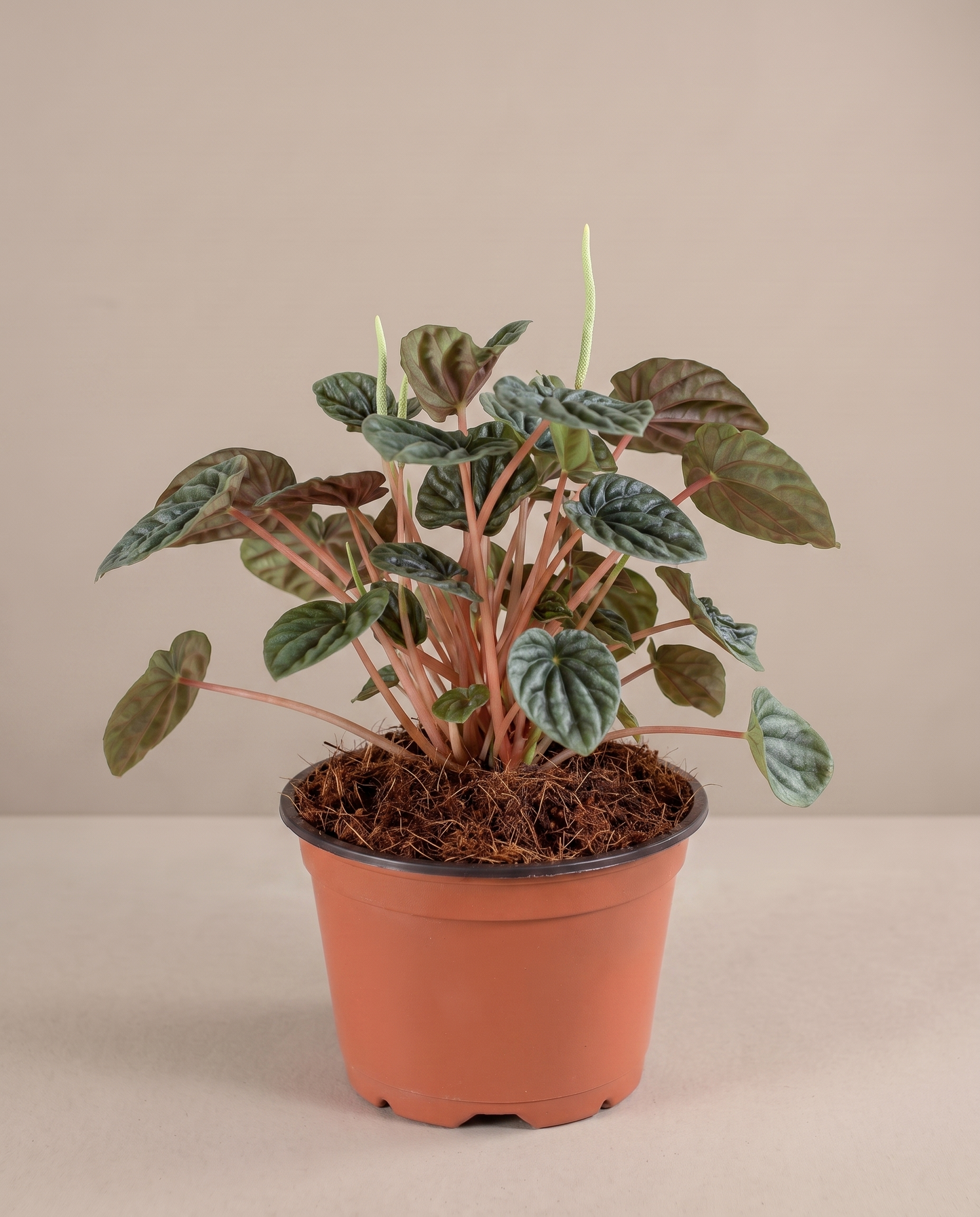 Peperomia Ripple in a 5-inch grow pot, three-quarter studio