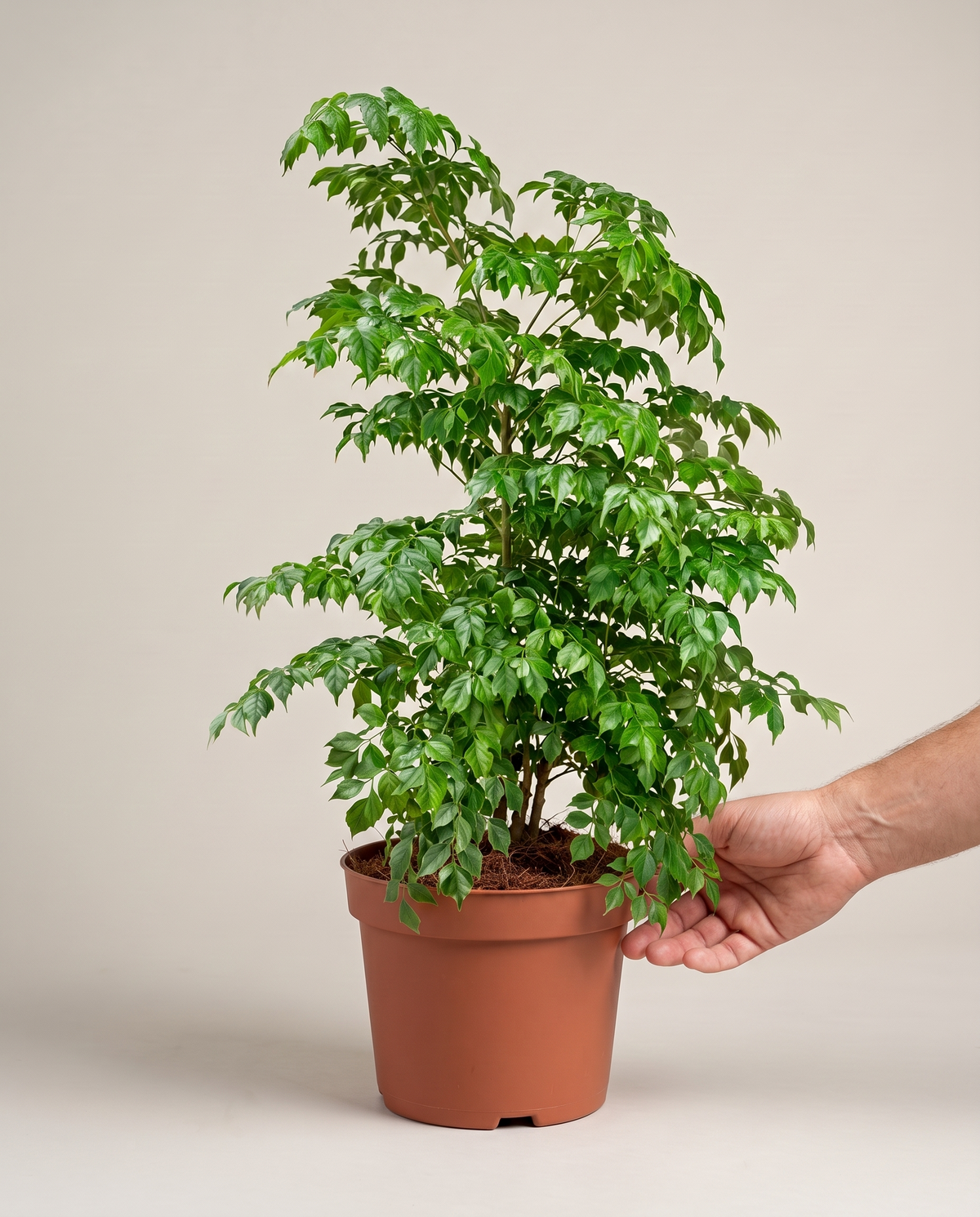 Hand beside a China Doll in a grow pot