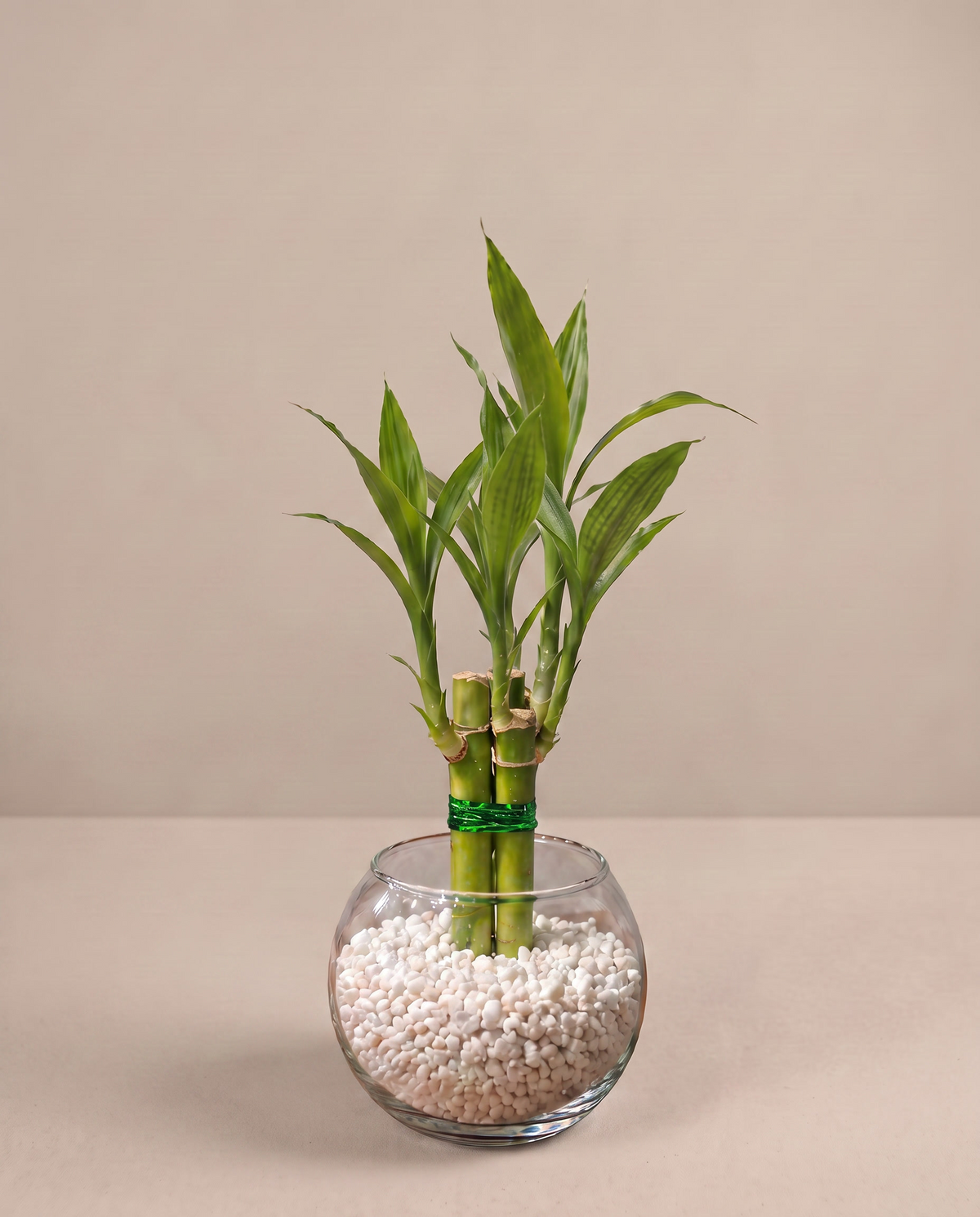 Lucky bamboo plant favors in a glass vase, three-quarter studio