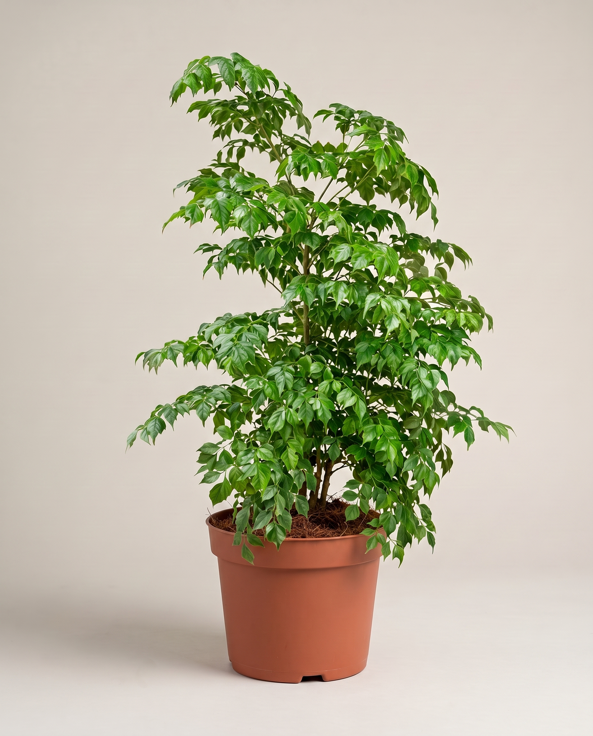 China Doll in a grow pot, three-quarter studio