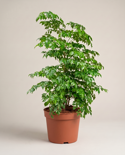 China Doll in a grow pot, three-quarter studio