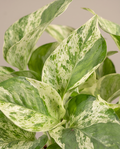 Pearls and Jade cream-edge heart leaf close-up