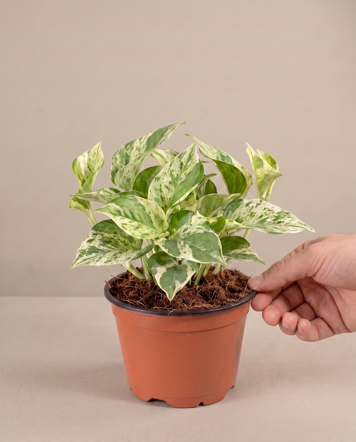 Hand beside a 4-inch Pearls and Jade in a grow pot