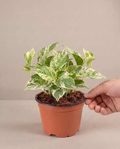 Hand beside a 4-inch Pearls and Jade in a grow pot