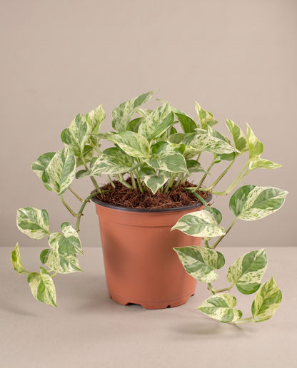 Medium 5–6-inch Pearls and Jade pothos in a grow pot, studio