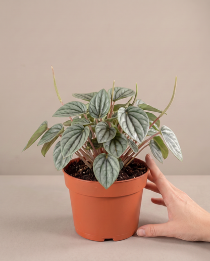 Hand beside a 4–5-inch Peperomia Frost in a grow pot