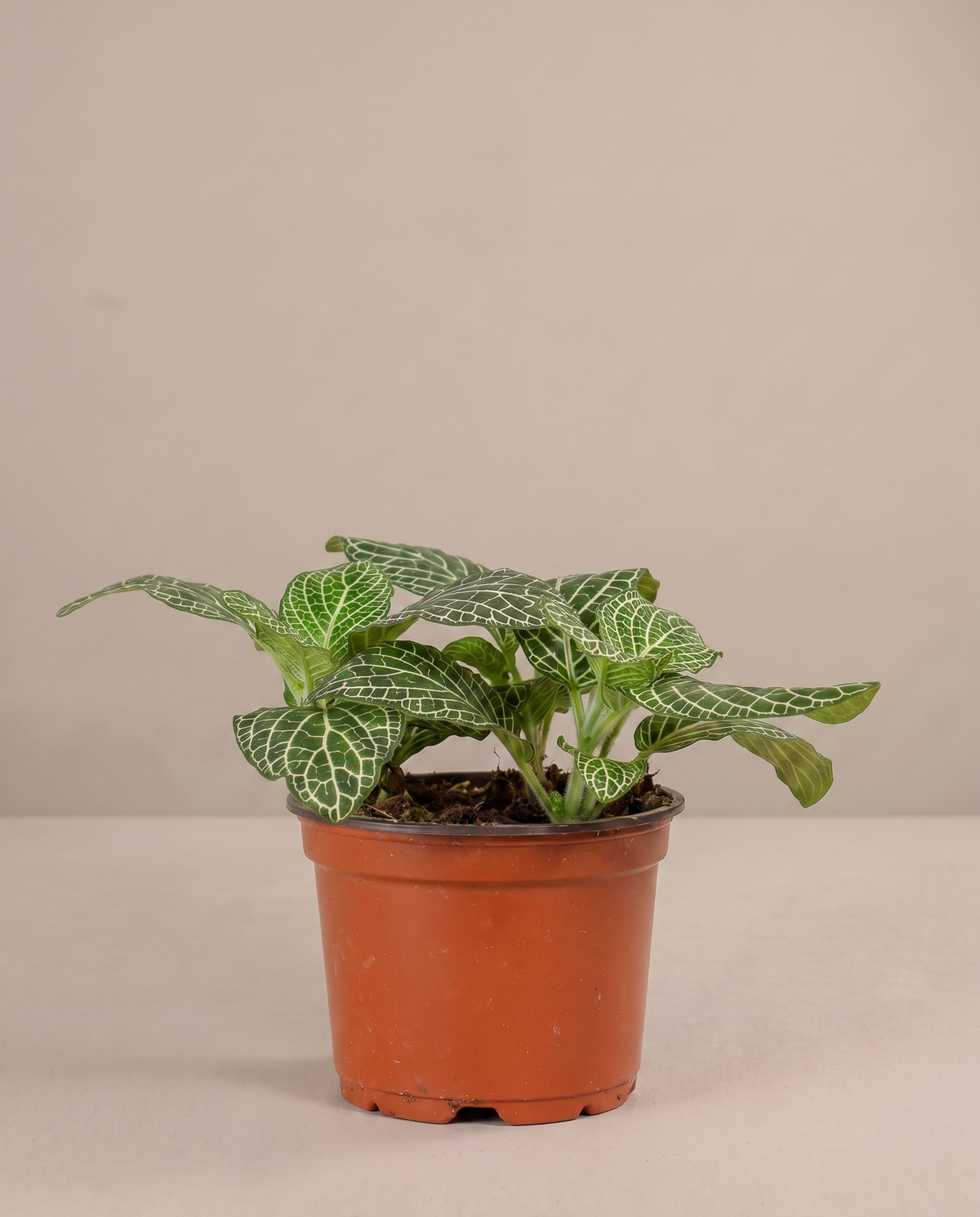 White-vein Fittonia in a 4-inch grow pot, three-quarter studio