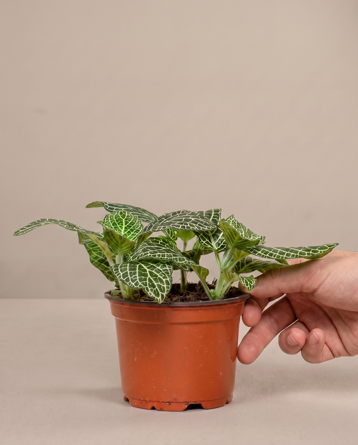 Hand beside a 4-inch white-vein Fittonia in a grow pot